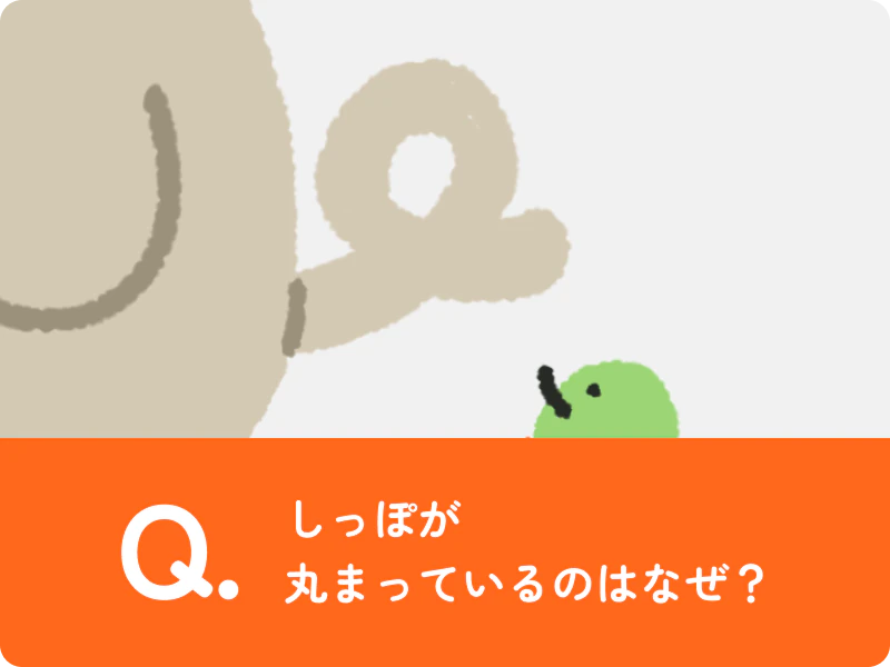 しっぽが丸まっているのはなぜ？