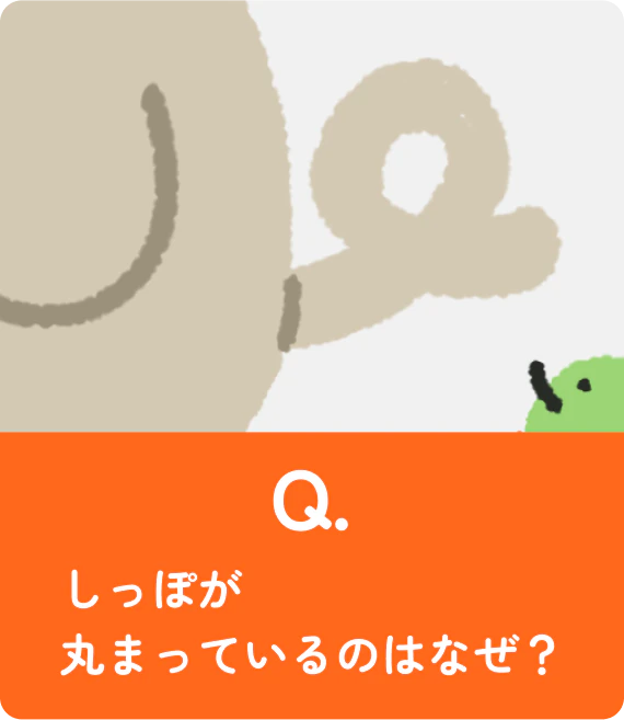 しっぽが丸まっているのはなぜ？